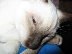 more kittens